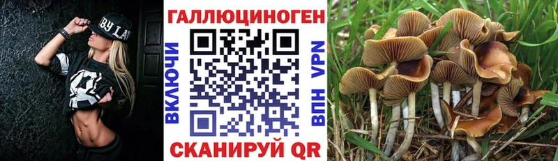 Купить где  Усть-Джегута  Галлюциногенные грибы Psilocybine cubensis 